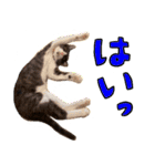 とみぃ＆八  猫写真スタンプ4（個別スタンプ：23）