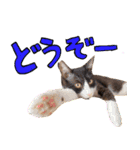 とみぃ＆八  猫写真スタンプ4（個別スタンプ：24）