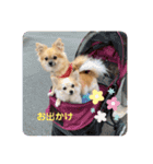 チワポメ ノワラテ（個別スタンプ：3）