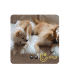 チワポメ ノワラテ（個別スタンプ：5）