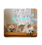 チワポメ ノワラテ（個別スタンプ：7）