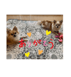 チワポメ ノワラテ（個別スタンプ：8）