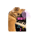 チワポメ ノワラテ（個別スタンプ：9）