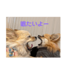 チワポメ ノワラテ（個別スタンプ：12）