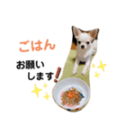 幸太郎(コタロウ)スタンプPart4（個別スタンプ：5）