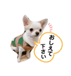 幸太郎(コタロウ)スタンプPart4（個別スタンプ：12）