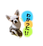 幸太郎(コタロウ)スタンプPart4（個別スタンプ：29）