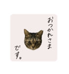 うちのにゃんず①（個別スタンプ：1）