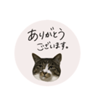 うちのにゃんず①（個別スタンプ：2）