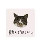 うちのにゃんず①（個別スタンプ：3）