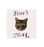 うちのにゃんず①（個別スタンプ：4）