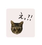 うちのにゃんず①（個別スタンプ：5）