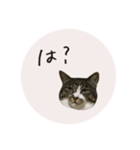 うちのにゃんず①（個別スタンプ：6）