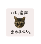 うちのにゃんず①（個別スタンプ：7）