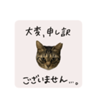 うちのにゃんず①（個別スタンプ：8）