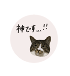 うちのにゃんず①（個別スタンプ：9）