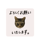 うちのにゃんず①（個別スタンプ：10）