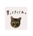 うちのにゃんず①（個別スタンプ：11）