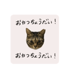 うちのにゃんず①（個別スタンプ：12）