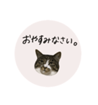 うちのにゃんず①（個別スタンプ：13）