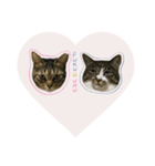 うちのにゃんず①（個別スタンプ：14）