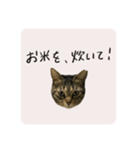 うちのにゃんず①（個別スタンプ：15）