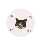 うちのにゃんず①（個別スタンプ：16）