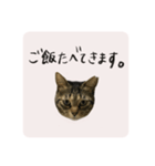 うちのにゃんず①（個別スタンプ：18）