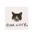 うちのにゃんず①（個別スタンプ：19）