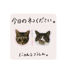 うちのにゃんず①（個別スタンプ：20）