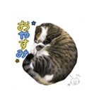 うちのにゃんず①（個別スタンプ：24）