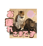 りずむ＆ココvol.2（個別スタンプ：6）