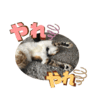 りずむ＆ココvol.2（個別スタンプ：20）