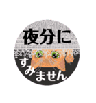 大人可愛レースな子猫達③丁寧で便利な敬語（個別スタンプ：1）