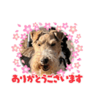 CRYSTALオリジナルスタンプ3（個別スタンプ：6）
