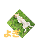 CRYSTALオリジナルスタンプ3（個別スタンプ：22）