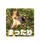 CRYSTALオリジナルスタンプ3（個別スタンプ：36）