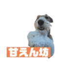 CRYSTALオリジナルスタンプ3（個別スタンプ：38）