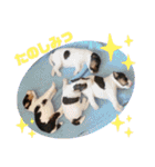CRYSTALオリジナルスタンプ3（個別スタンプ：39）