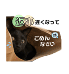 ネコちゃんstamp2022（個別スタンプ：9）