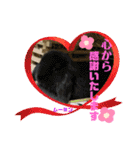 さがわふぁみりペット編（個別スタンプ：10）