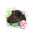 さがわふぁみりペット編（個別スタンプ：19）