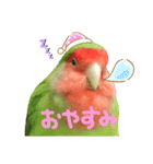 コザクラインコのしげまつくん（個別スタンプ：8）