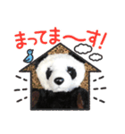 panndakuma（個別スタンプ：7）