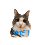 ちーゃの猫たち（個別スタンプ：1）