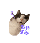 ちーゃの猫たち（個別スタンプ：3）