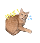 ちーゃの猫たち（個別スタンプ：4）