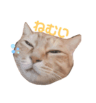 ちーゃの猫たち（個別スタンプ：5）