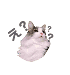 ちーゃの猫たち（個別スタンプ：6）