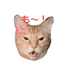 ちーゃの猫たち（個別スタンプ：7）